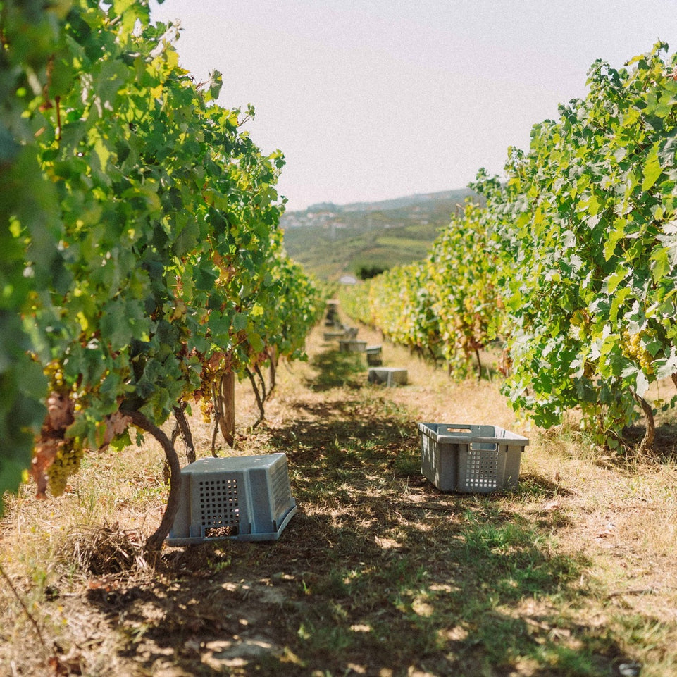 Douro with stop in Amarante (Full Day)