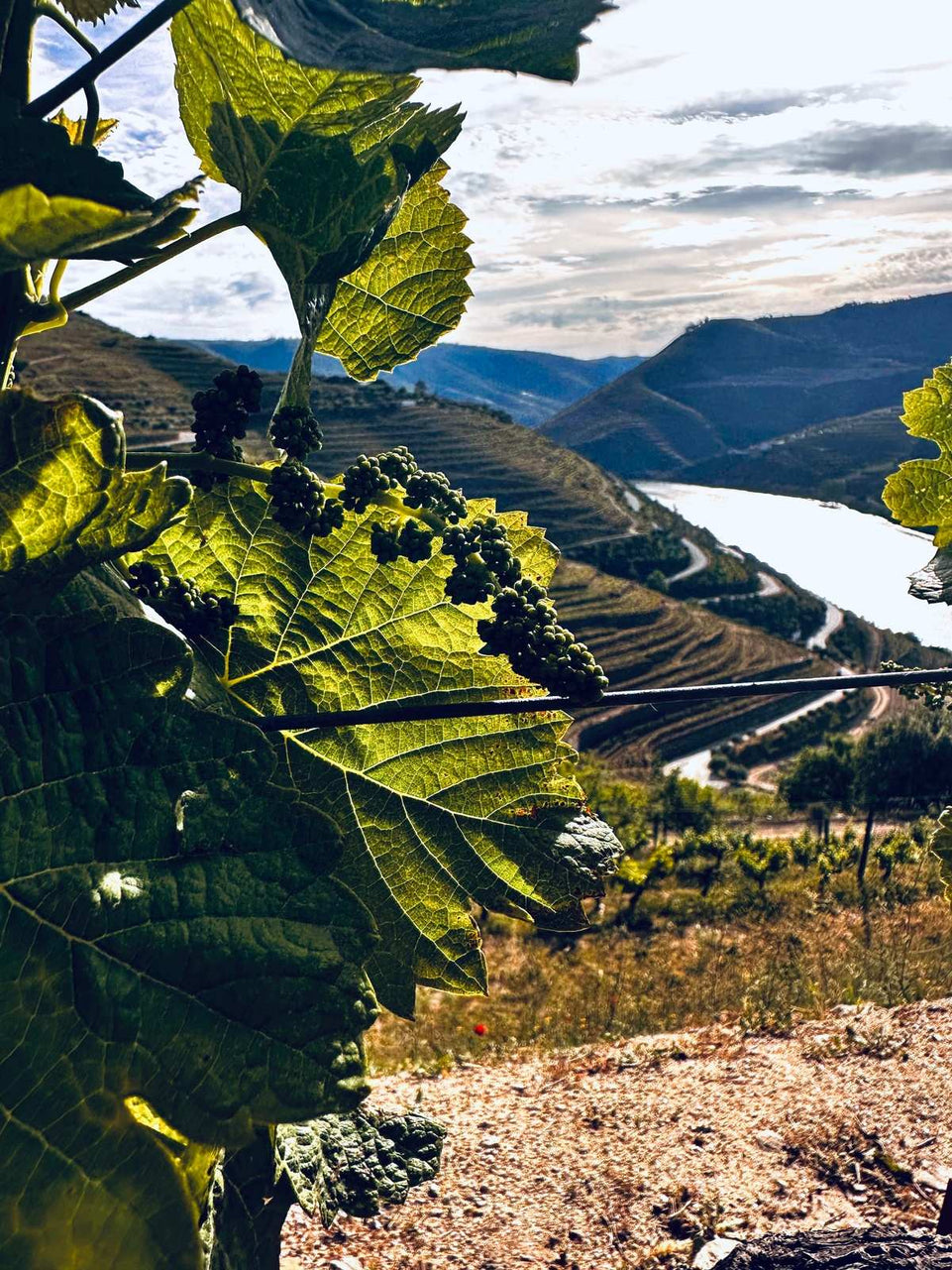 Michelin Douro & Sunset Experience - All Inclusive - Imperial Porto Tours