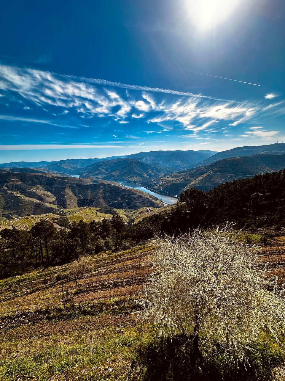 Michelin Douro & Sunset Experience - All Inclusive - Imperial Porto Tours