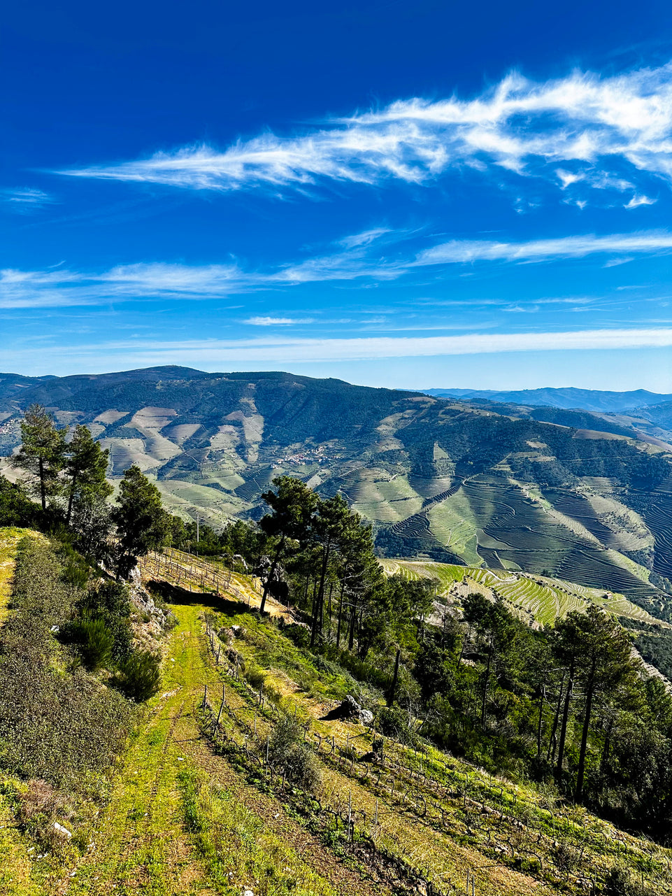 Douro Prestige (Private boat) - All inclusive