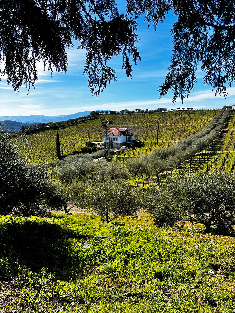 Douro with stop in Amarante (Full Day)