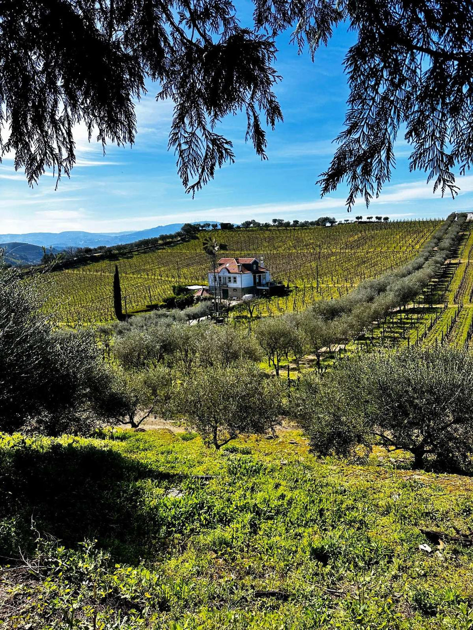 Prime Douro (All Inclusive) - Imperial Porto Tours