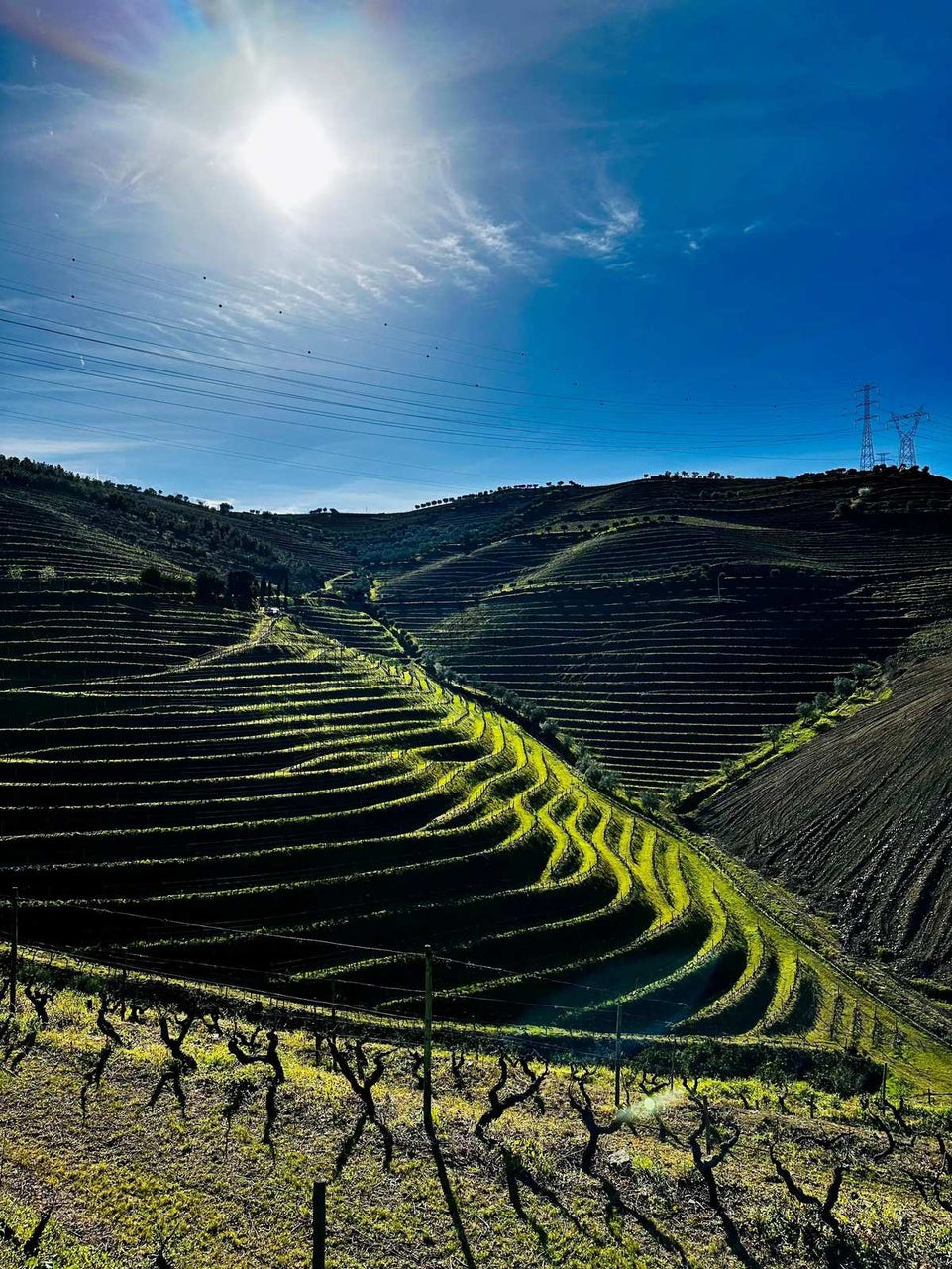 Prime Douro (All Inclusive) - Imperial Porto Tours