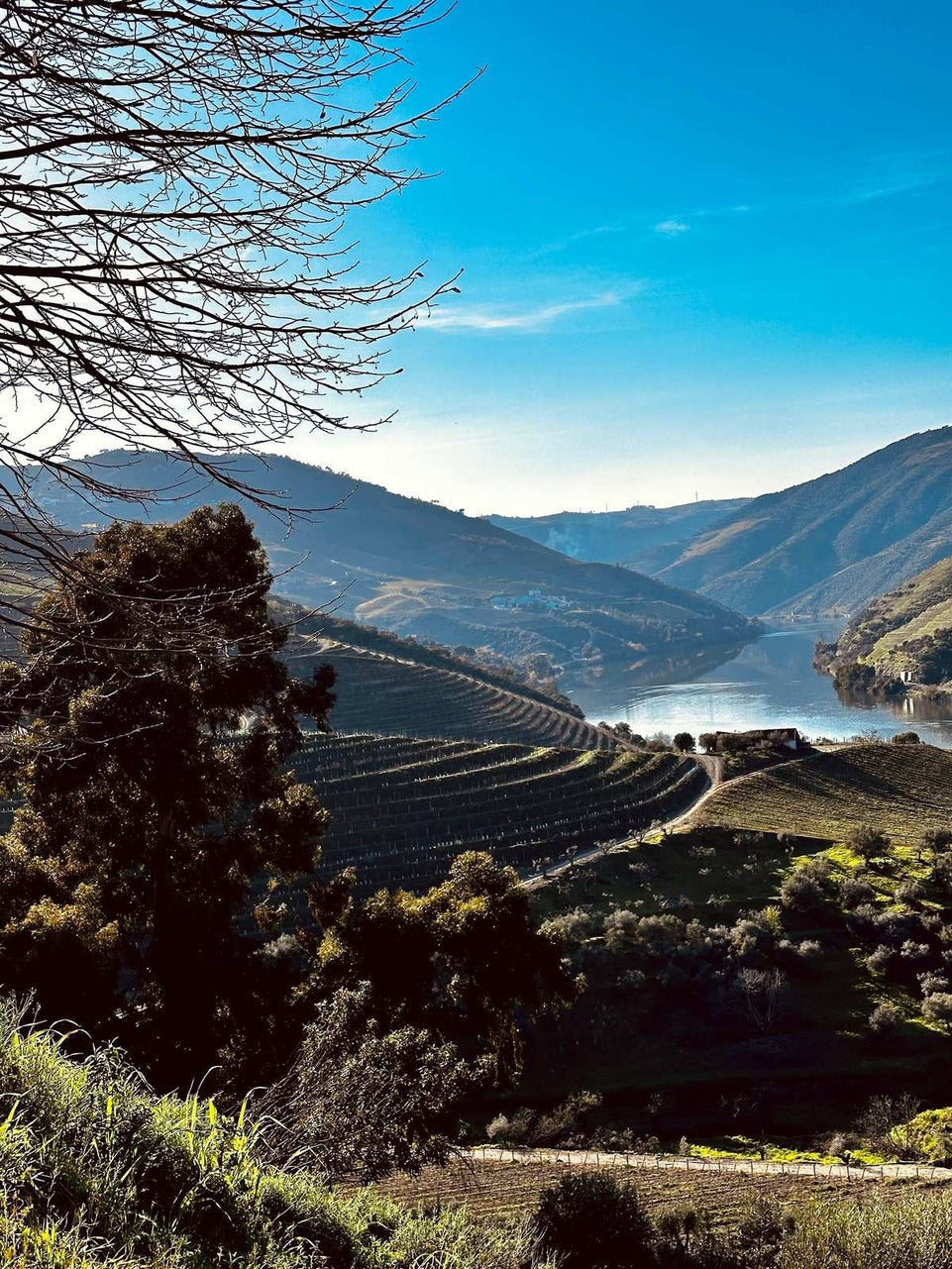 Douro Prestige (Barco privado) - All inclusive - Imperial Porto Tours