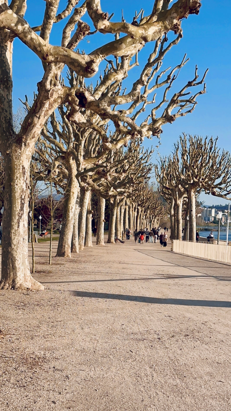 Aveiro and Coimbra - Panoramic Tour (Full Day)