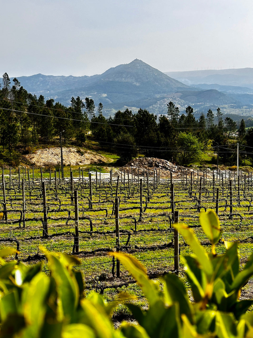 Amarante - Green wine tour (All Inclusive)